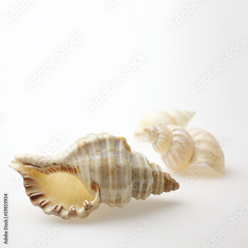 seashells on white