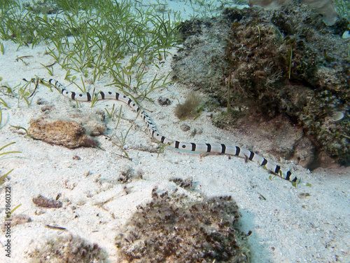 Harlequin snake eel photo