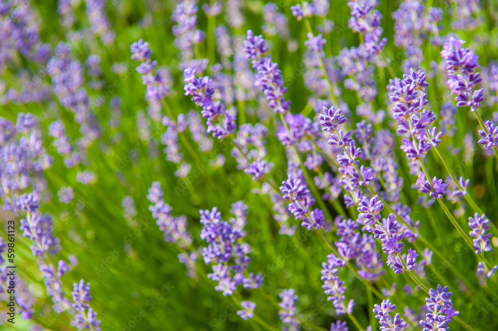 Fototapeta premium Lavender