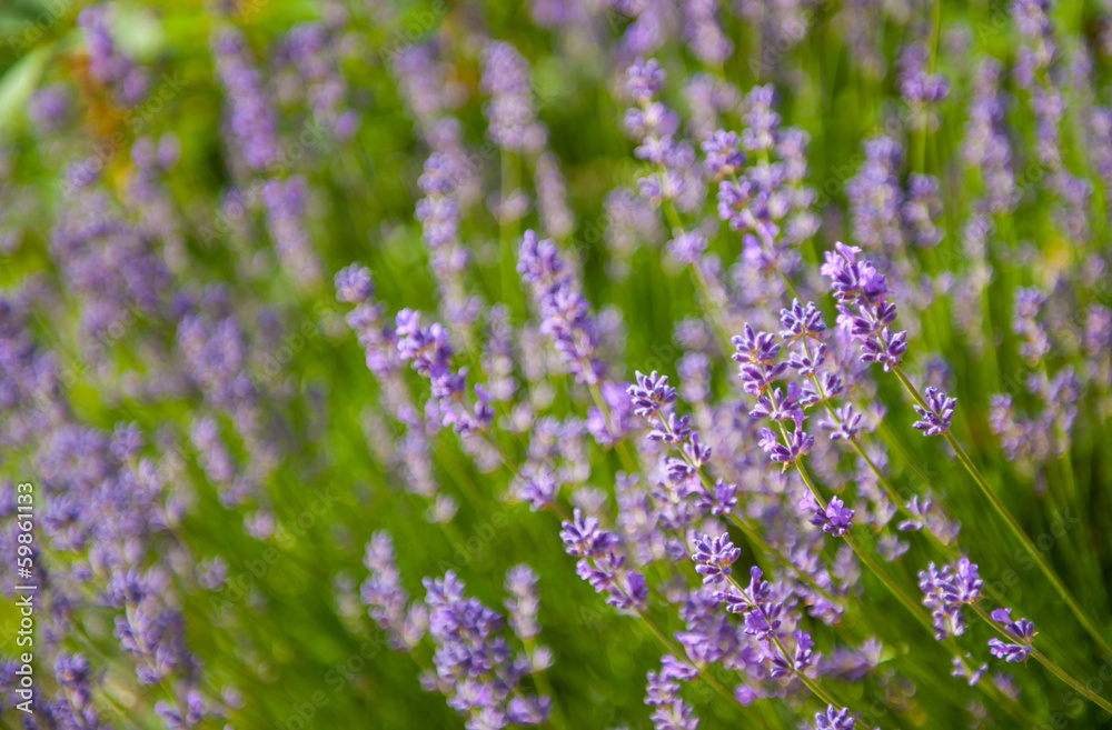 Lavender Lavender