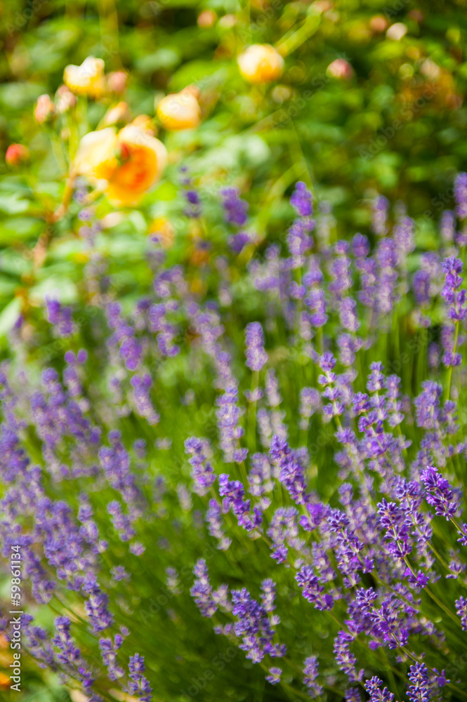 Fototapeta premium Lavender