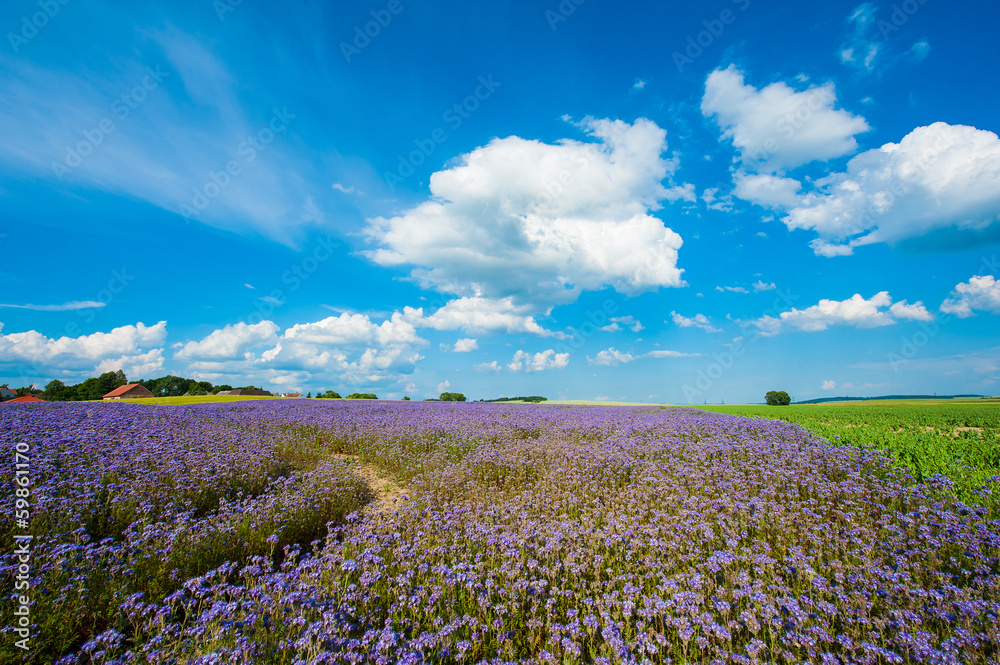 Fototapeta premium Lacy phacelia field