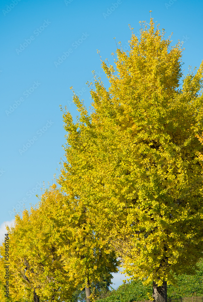 ginkgo yellow leaves in autumn