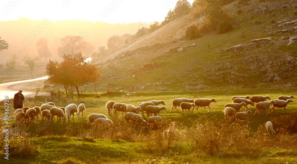 Shepherd herding sheep at sunrise across the pasture