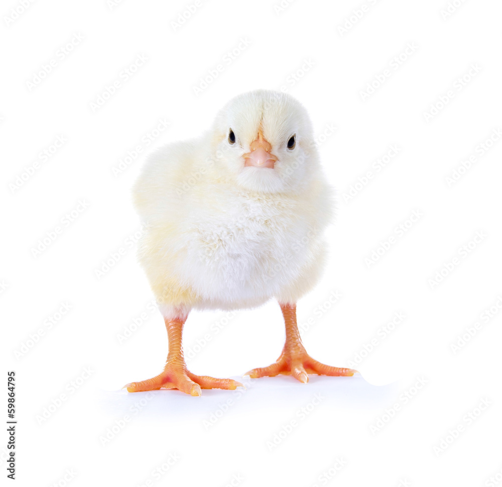 Kleines Hühnerküken Kleines Hühnerküken