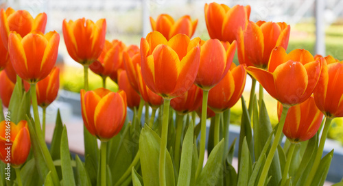 Orange Tulips