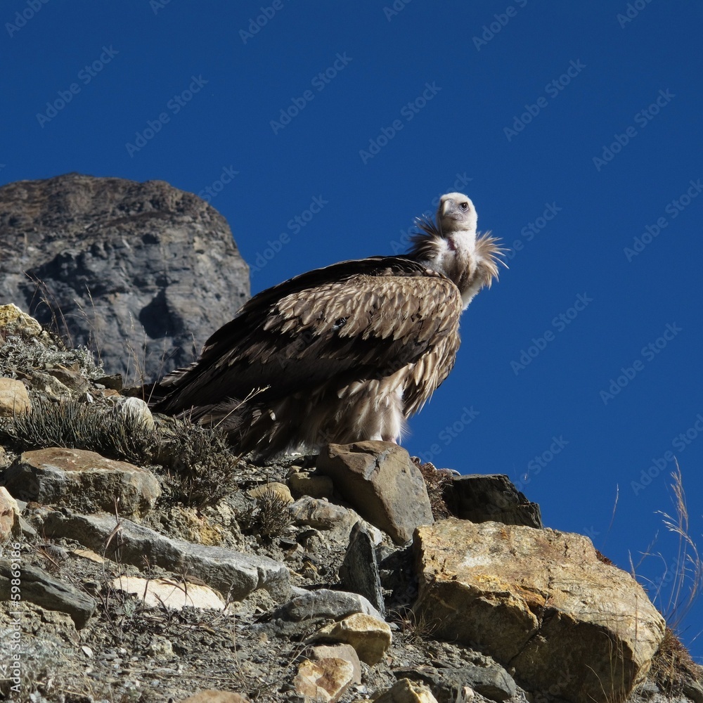 Fototapeta premium White-Rumped Vulture, rare bird in Nepal