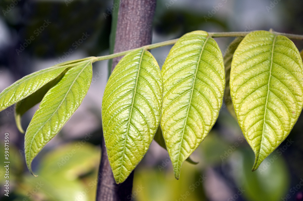 Fototapeta premium Cipadessa, cinerascens
