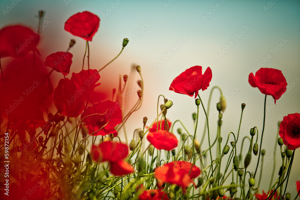 Fototapeta premium Maki na letniej łące