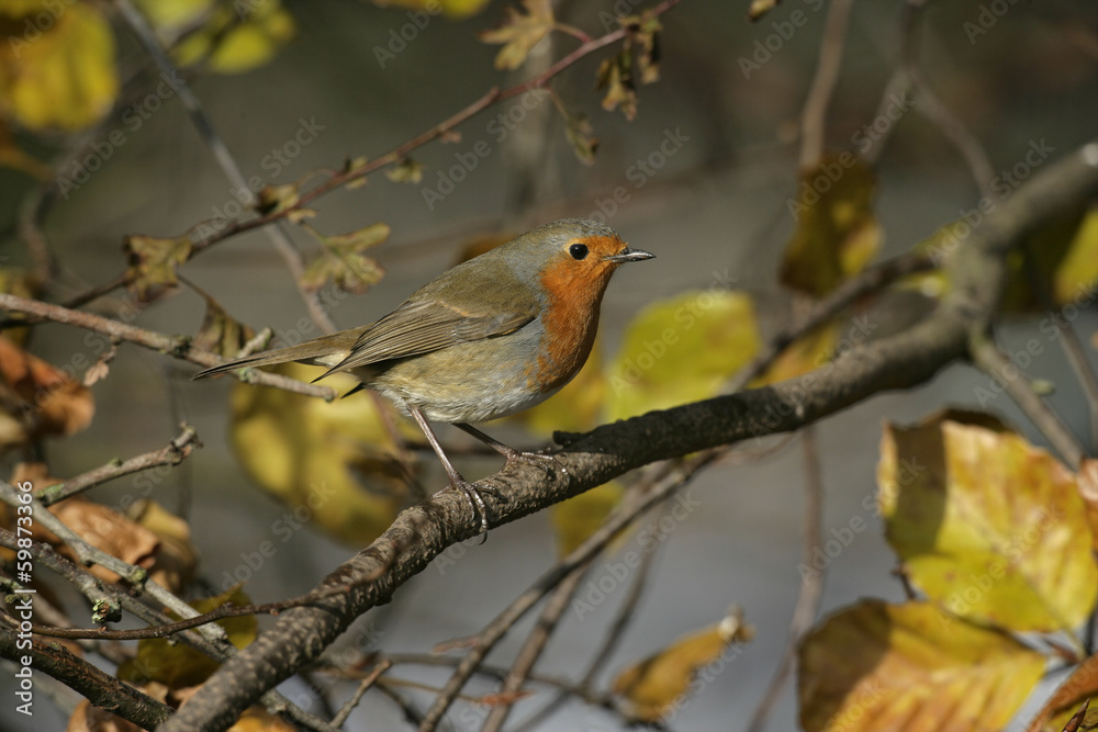 Robin, Erithacus rubecula