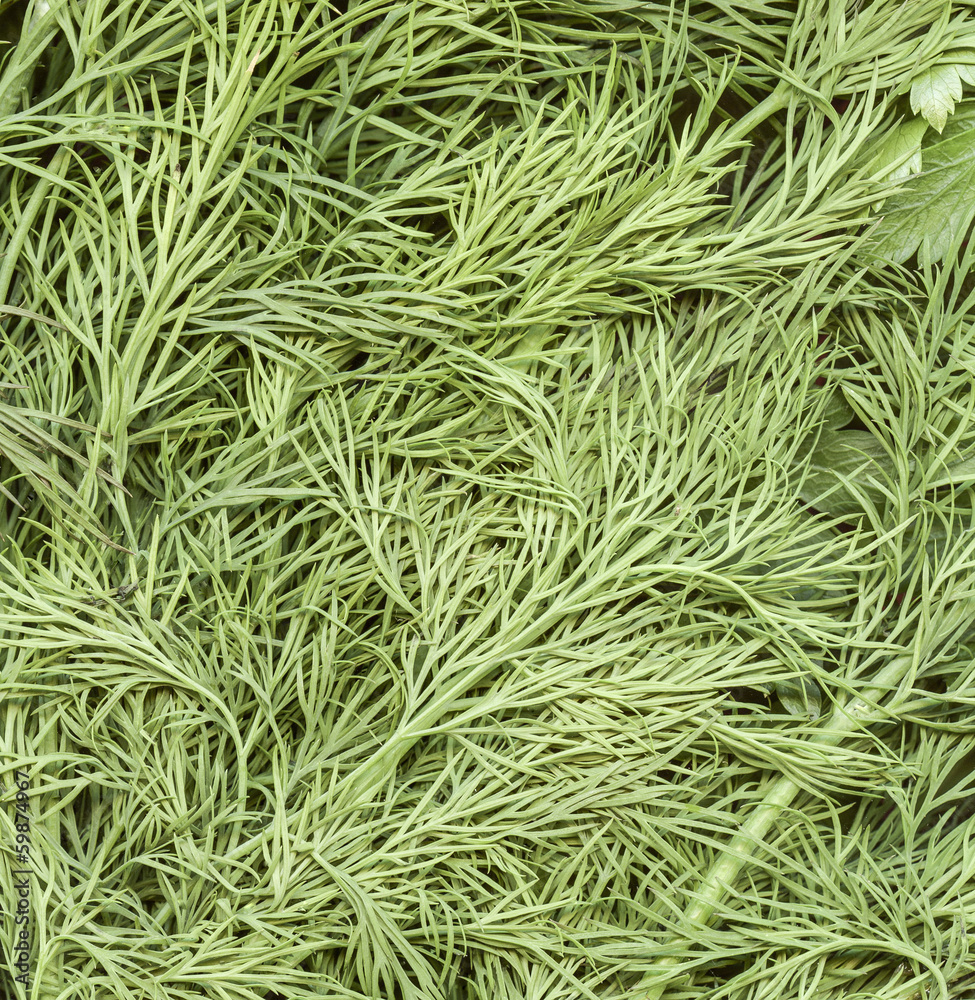 Background of grass Background of grass