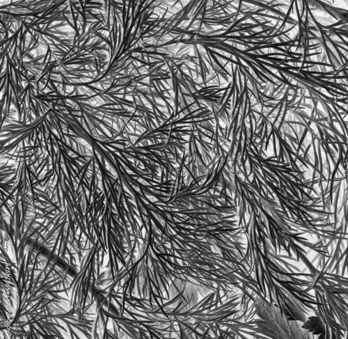 white-black ackground of  grass
