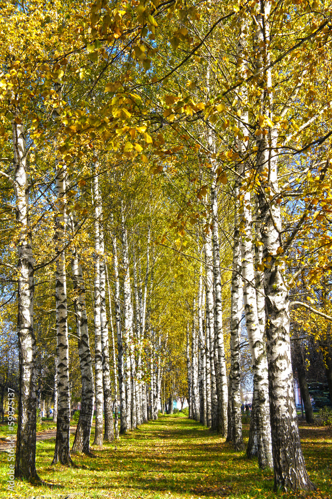 Fototapeta premium Autumn birch with yellow leaves