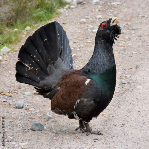 Capercaillie (Auerhahn) photo