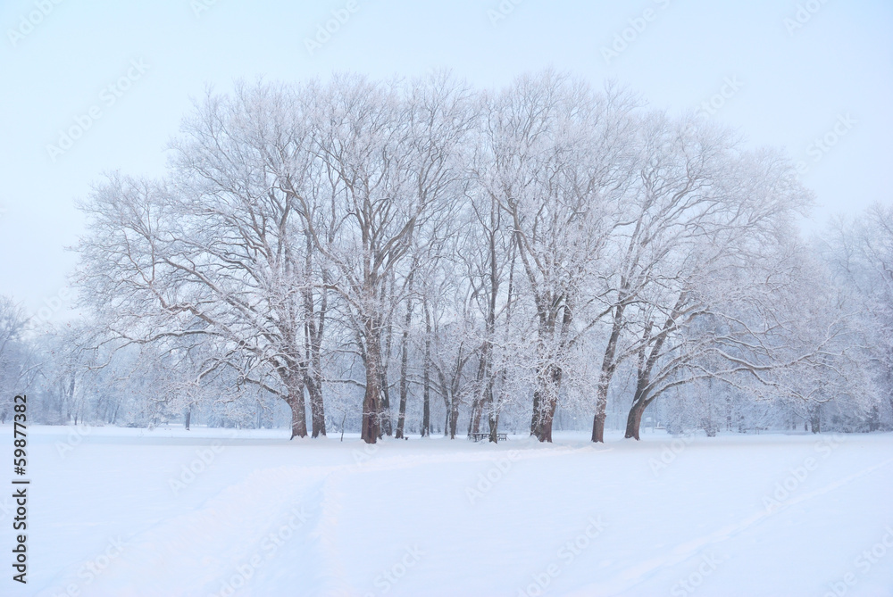 Large and tall plane trees grove in wintertime Large and tall plane trees grove in wintertime