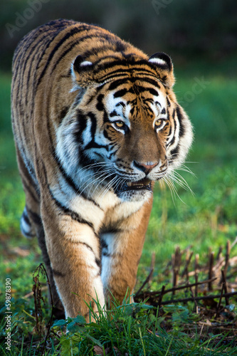 Siberian Tiger