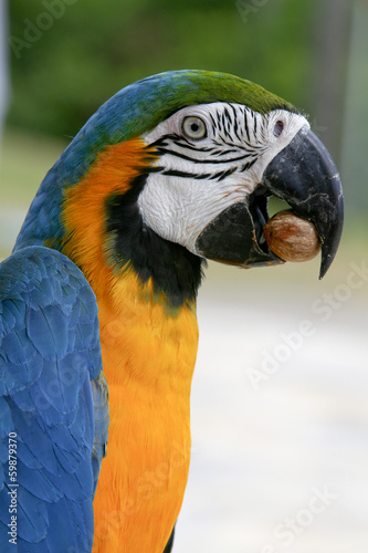 arara brazilian bird