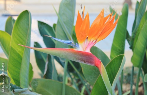 Bird of paradise flower stock, photo, photograph, picture, image photo