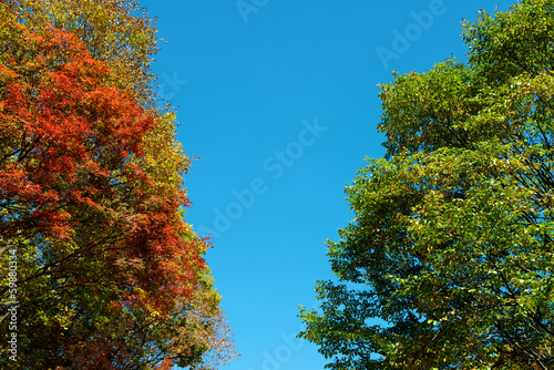 Colorful maple leaf and sky