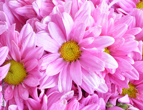 Pink chrysanthemum flowers