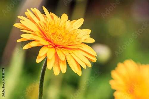 Yellow dandelion flower