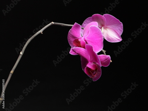 Phalaenopsis. Purple orchid on black background