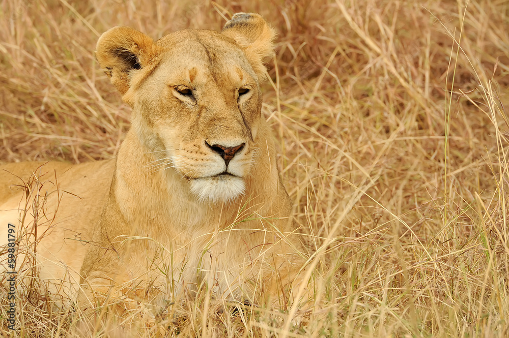 Masai Mara Lion Masai Mara Lion