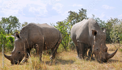 Masai Mara Black Rhinoceroses