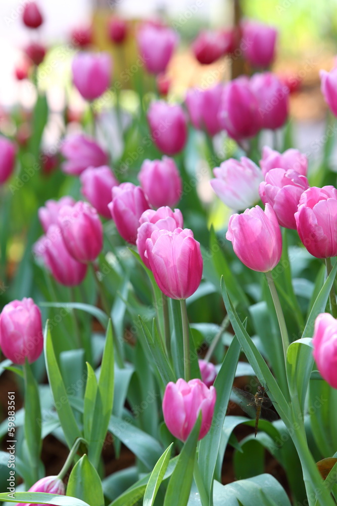 colorful tulip on nature background