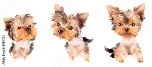 Fototapeta Naklejka Na Ścianę i Meble -  Puppy yorkshire terrier