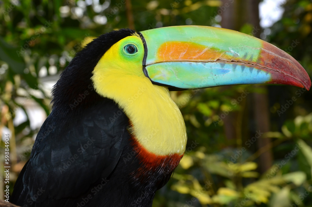 Fototapeta premium Rainbow Toucan