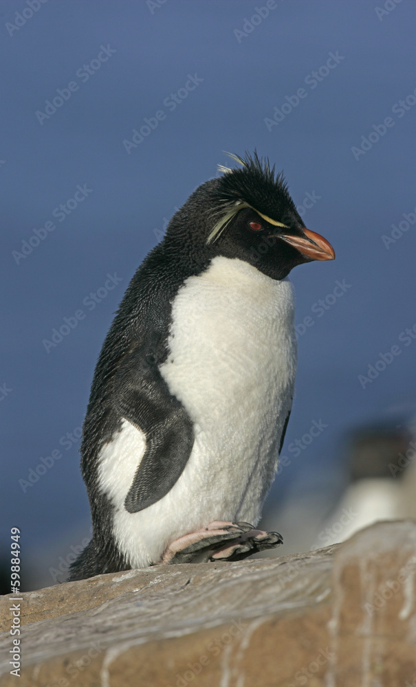 Obraz premium Rockhopper penguin, Eudyptes chrysocome