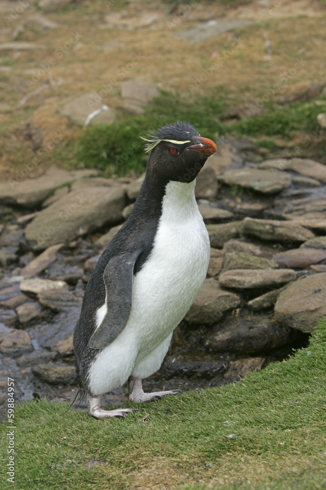 Naklejka premium Rockhopper penguin, Eudyptes chrysocome