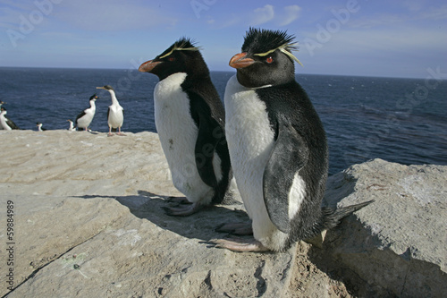 Rockhopper penguin, Eudyptes chrysocome