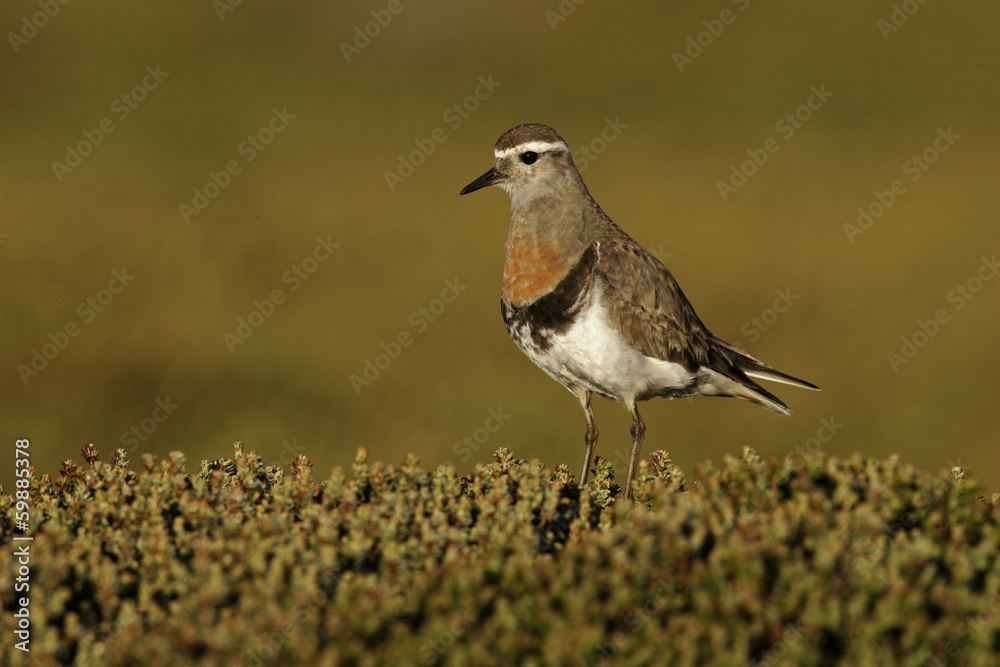 Rufous-chested dotterel, Charadrius modestus Rufous-chested dotterel, Charadrius modestus