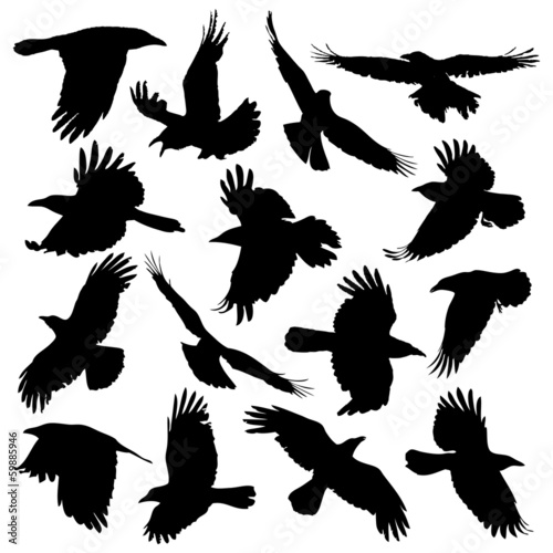 Crow Silhouette set 01