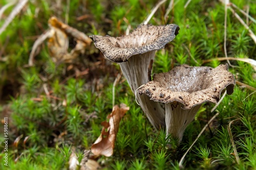 Totentrompeten / Dead trumpets