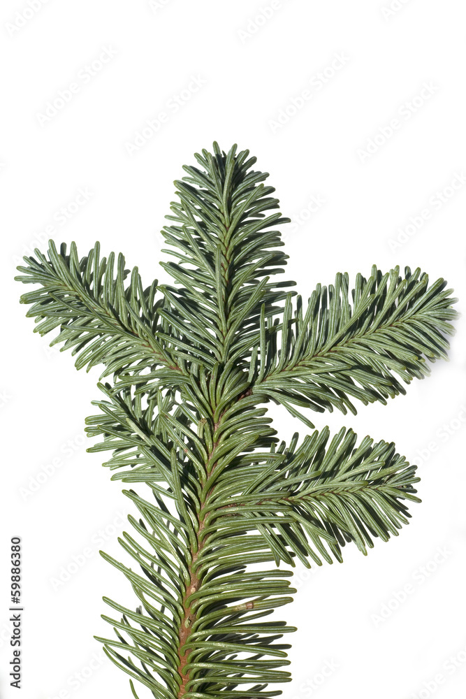 Naklejka premium Nobilis-Tanne, Edel-Tanne, Abies, procera, nobilis,