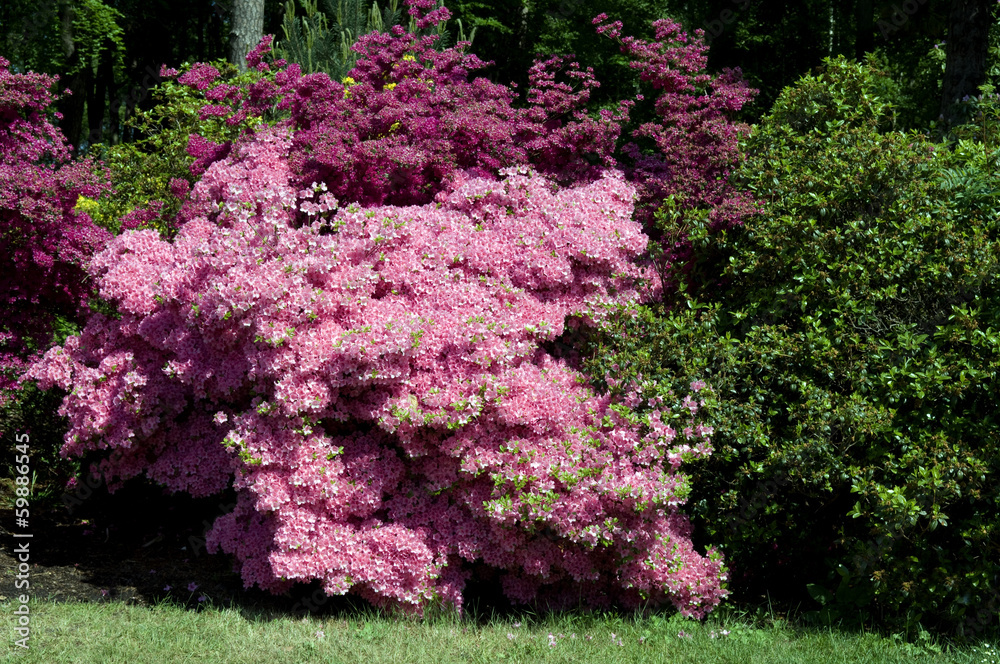 Rhododendronpark, Mueritz,