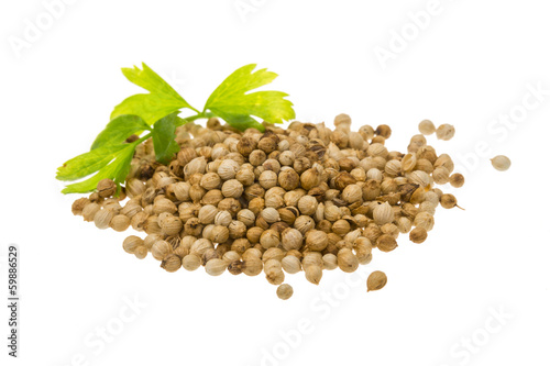 Coriandr seeds
