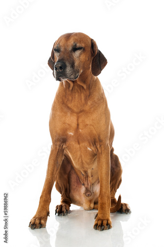 Rhodesian Ridgeback