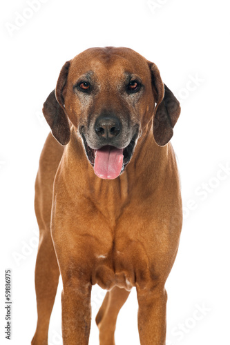 Rhodesian Ridgeback