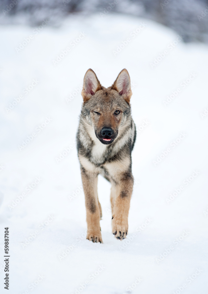 Obraz premium young male of czeckhoslovakian wolfdog