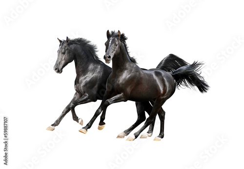 two black arab horses isolated on white