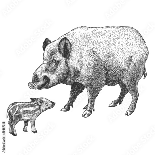 engraving boar and piglet