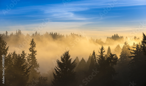 Thick fog over trees and blue sky