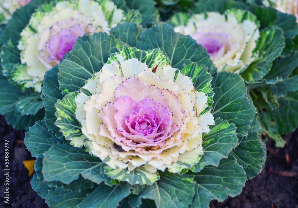 Obraz premium Kalle cabbage
