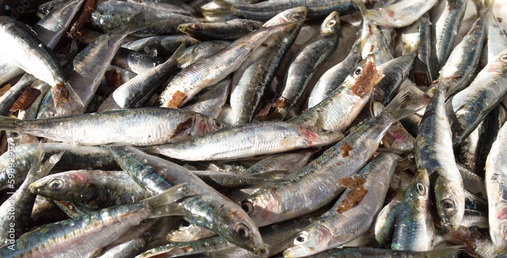 Fresh fish Fresh fish