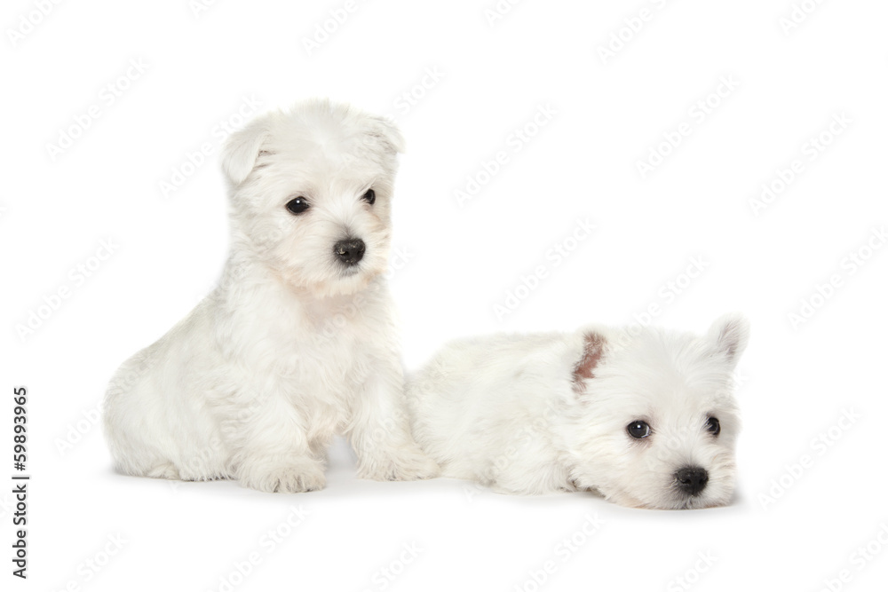 West Highland White Terrier puppies