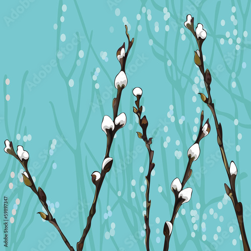 Beautiful pussy willow branches